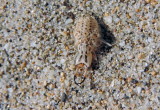 Formicaleone (Myrmeleon formicarius) - Larva