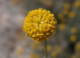 Santolina insularis-Crespolina maggiore 