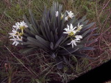 Pancratium illyricum - Giglio stella  