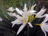 Pancratium illyricum - Giglio stella  