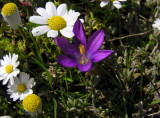 Zafferanetto di Requien - Romulea requienii  