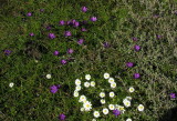 Zafferanetto di Requien - Romulea requienii 