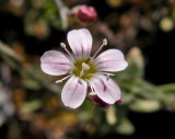 Sagina del Gennargentu-Sagina pilifera 