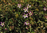 Sagina del Gennargentu-Sagina pilifera 