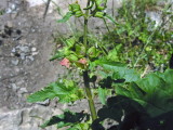 Scrofularia di Sardegna - Scofuliaria trifoliata  