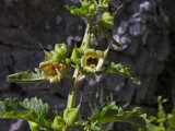 Scrofularia di Sardegna - Scofuliaria trifoliata  