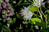Mirto - Myrtus communis - Murta  (drupe acerbe e fiori)
