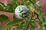 Solanum linnaeanum - Pomo di Sodoma - Pirardedda 