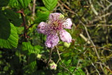 Rovo-Rubus ulmifolius
