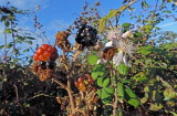 Rovo-Rubus ulmifolius - fioritura e More del 4-Dicembre 2014