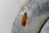 Cochroach-excrements.jpg