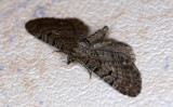 Aethalura-punctulata.jpg