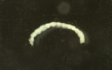 Ctenocephalides-larva.jpg