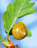 Cepaea-hortensis_feeding.jpg