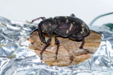 Hylobius_preference-test1.jpg