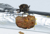 Hylobius_preference-test2.jpg