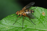 Diptera