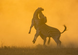 Zebras Fighting at Sunset