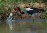 Saddle-Billed Stork Catching Fish