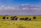 M4_10845 - Elephants in the foreground of Mt. Kilimanjaro