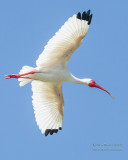 1DX50174 - White Ibis 