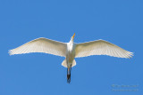 1DX50217 - Great Egret