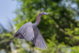 1DX50334 - Little Blue Heron