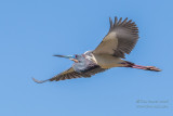 1DX50680 - Tricolor Heron in flight