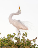 1DX51225 - Great Egret - displaying in evening light