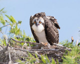1DX51937 - Osprey chick
