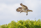 1DX51968 - Osprey landing 