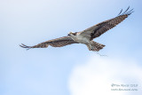 1DX52027 - Osprey in flight