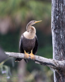 1DX52267 - Anhinga
