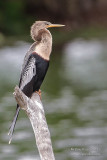 1DX52326 - Anhinga