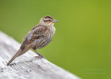 1DX52417 - Red Wing Blackbird (female) 