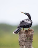 1DX52587 - Anhinga