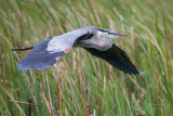 1DX52693 - Great Blue Heron in flight