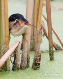 1DX52800 - Least Bittern