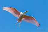 M4_15037 - Roseate Spoonbill