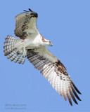 1DX51596 - Osprey in flight