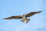 1DX51679 - Osprey in flight