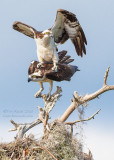 1DX51877 - Ospreys