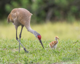 1DX52862 - Sandhill Crane with Chick