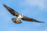 1DX51720 - Osprey in flight