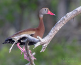 1DX51576 - Black Bellied Whistling Duck