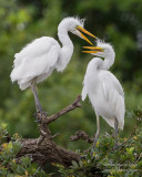 M4_15423 - Great Egret Chicks