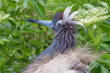 1DX52978 - Tricolor Heron 