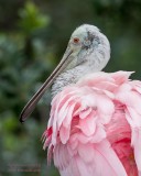 1DX53009 - Roseate Spoonbill