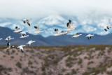 1DX-70216 - Snow Geese