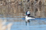 1DX-72589 - Bufflehead